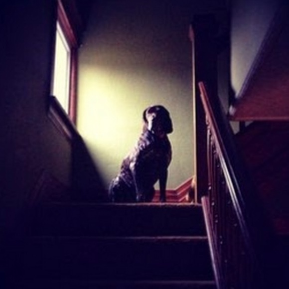 Meet your Posher, Dylan - Picture 1 of 1